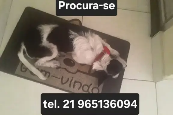 Cachorro perdido Fêmea (brl002072) - photo
