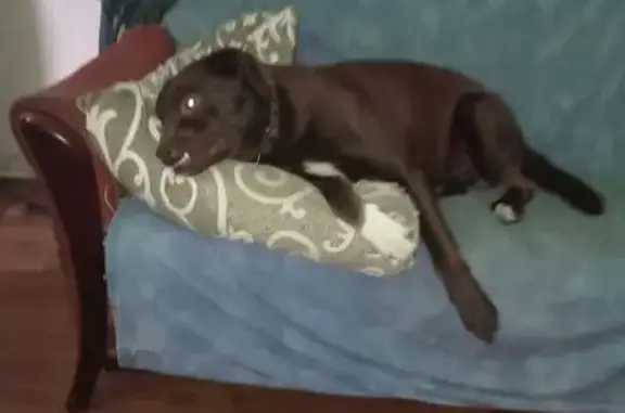 Зникла собака: шоколадний окрас, Київ