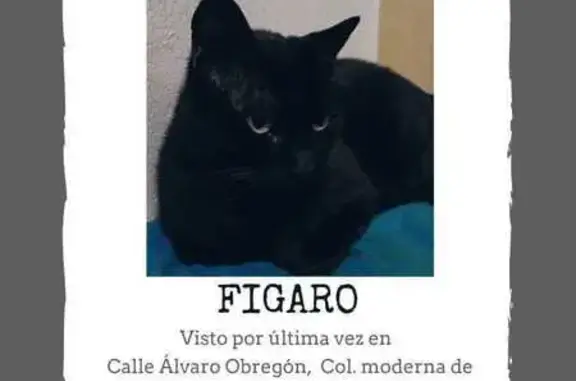 Gatos perdidos, Toluca, foto: Gato Negro Perdido en Toluca: Ayuda