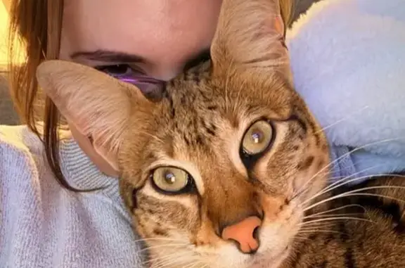 Lost: Friendly Spotted Savannah Cat