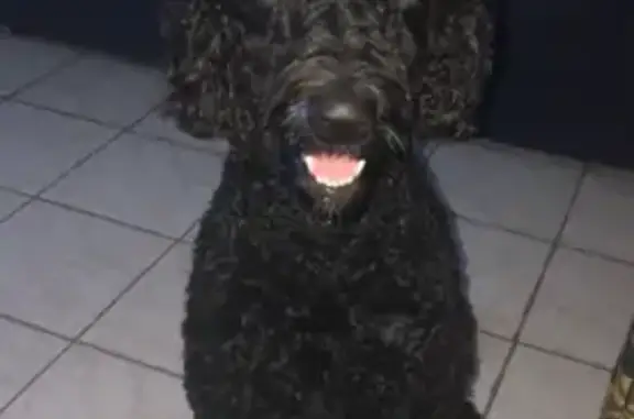 Lost Black Golden Doodle on Balmorhea Ave - photo
