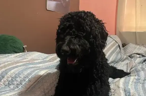 Lost Black Goldendoodle on Aldine Bender