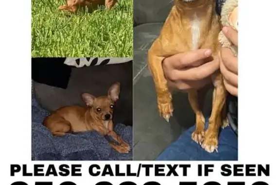 Lost and found pets Mission, photo: Lost Copper Chihuahua, Penny - Contact Now!