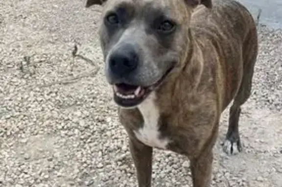 Perro Tigretón Perdido en Camí del Planet
