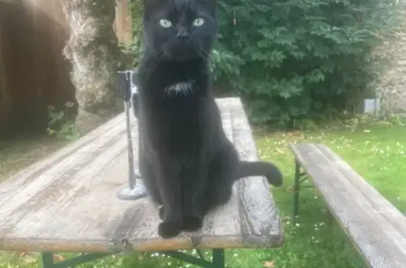 Animaux perdus , photo: Chat noir 5 ans perdu, Ponthévrard