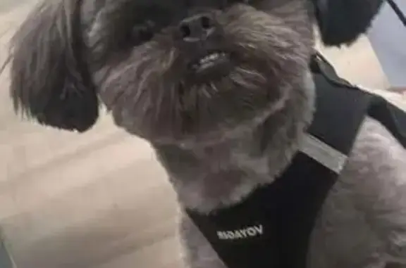 Lost and found pets Detroit, photo: Lost Grey Shih Tzu Service Dog: Hennessy