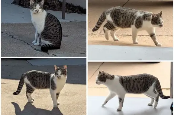 Found pets Fort Worth, photo: Sweet Male Tabby Found on Navasota Circle