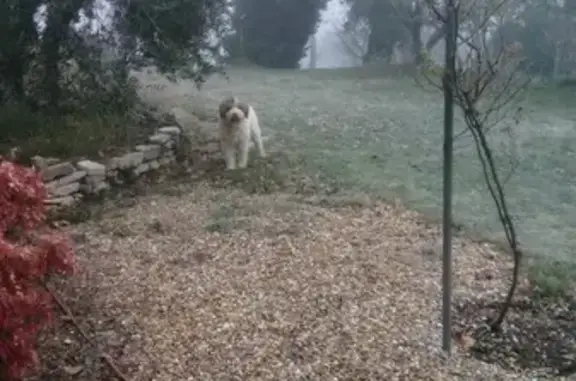 Chien perdu blanc, oreilles marrons, Murs - photo