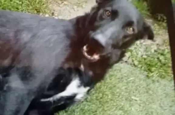 Chienne perdue : Labrador-Bosseron noire - photo
