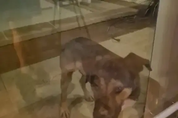Animaux trouvés Murviel-lès-Béziers, photo: Chien trouvé gentil sans collier à Murviel