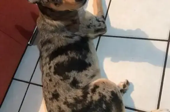 ¡Ayuda! Perro Husky-Pastor Perdido en Culiacán