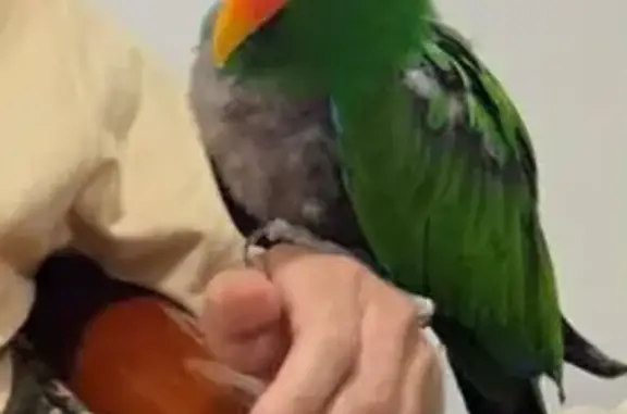 Lost Green Eclectus Parrot in Casey City