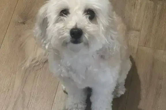 Lost 10yo Cavoodle Mima in Port Adelaide