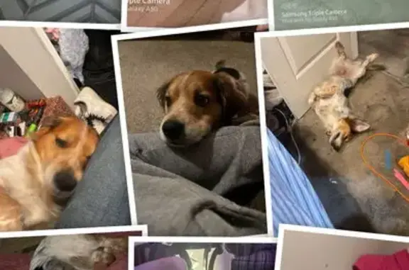 Lost Dog: Spaniel-Dachshund Mix, KC Area