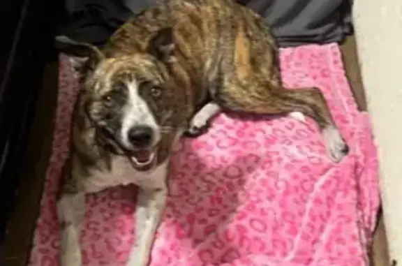 Lost Dog: Pink Collar & AirTag, Fayetteville - photo