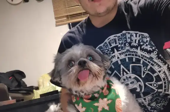 Lost and found pets California City, photo: Lost Dog: White/Brown, Tongue Out, CA