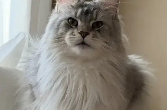 Lost and found pets , photo: Lost Skittish Mainecoon in Upper Southampton