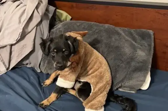 Lost and found pets Glenview, photo: Lost: Small Black Dog, Brown Eyebrows