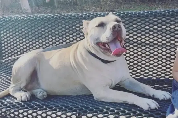 Lost Bulky Tan Dog: Toby, Grand Prairie