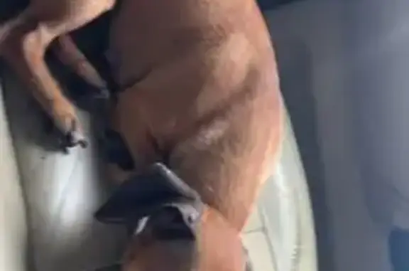 Missing dog Jacksonville, photo: Lost Chihuahua Mix: Reward $100 - Jacksonville