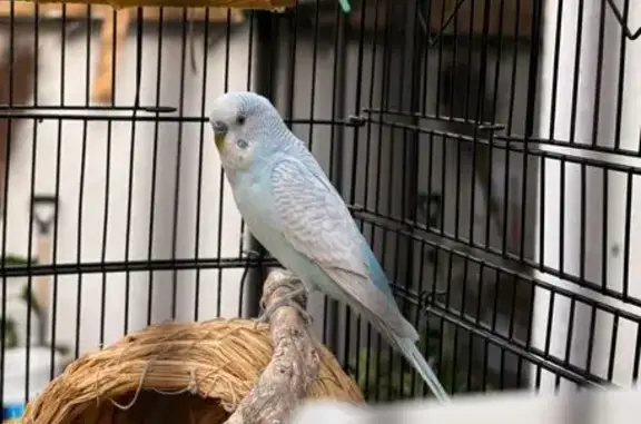 Animales perdidos Naucalpan de Juarez, foto: Ave Azul Perdida en Naucalpan: Ayuda