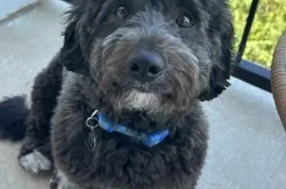 Lost pets Cedar Hill, photo: Lost Dog: Black & White Rex in Cedar Hill