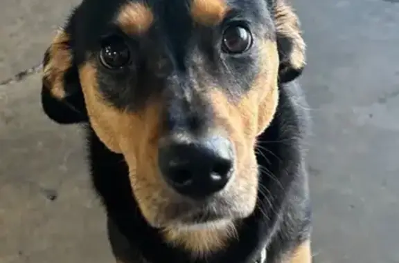 Lost Shy Dog Indiana on Vanley Drive