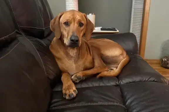 Lost Dog: Ridgeback with White Chest Spot