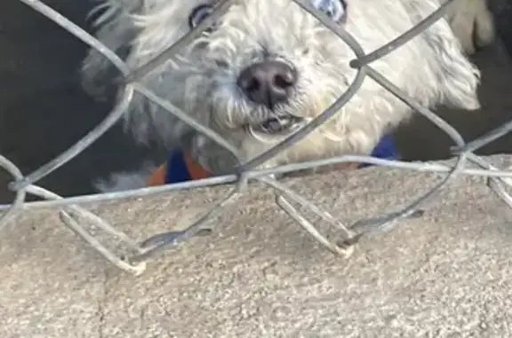 ¡Ayuda! Perro perdido en Huentitán