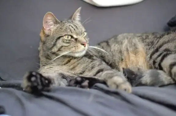 Chat perdu, Villeurbanne, photo: Chat perdu, grand tigré gris, Villeurbanne