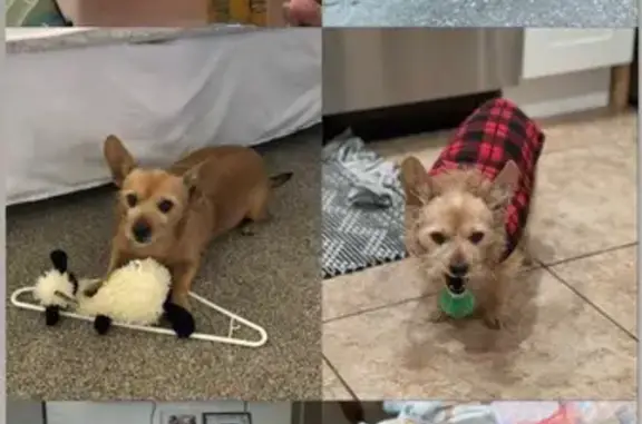 Lost and found pets Imperial Beach, photo: Lost Yorkie-Dachshund: Roxy, 17, Needs Meds