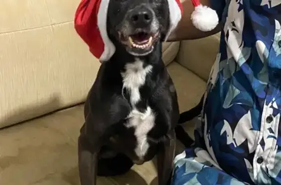 cachorro desaparecida