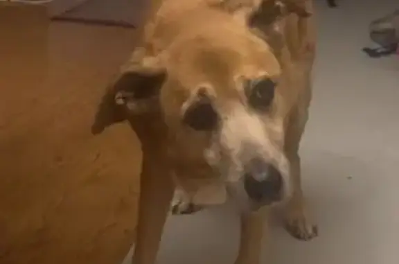 Missing dog New Orleans, photo: Lost: Friendly Golden Dog on Duplessis St