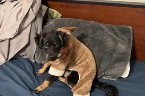 Lost and found pets Glenview, photo: Lost Dog: Small, Black, Brown Eyebrows