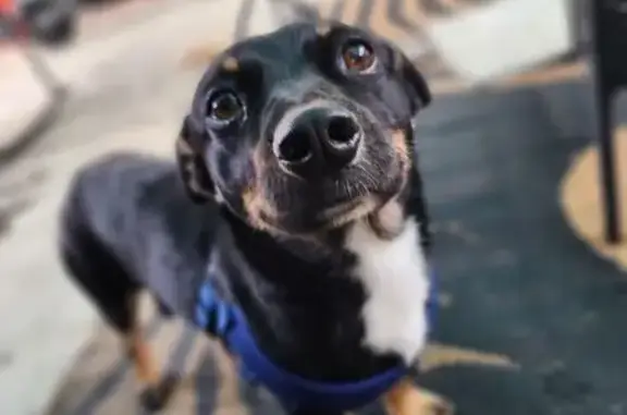 Lost and found pets Montclair, photo: Found: Sweet Medium Black Dog in Montclair