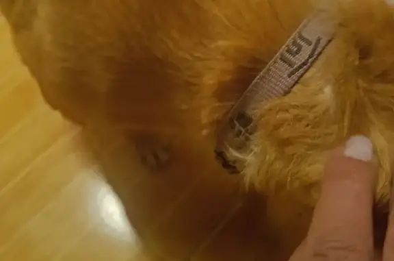 Búsqueda de mascotas, foto: ¿Es tu perrita? Hallada en Cuautitlán Izcalli