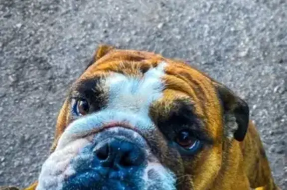 Perro Café Atigrado Perdido en Herreros