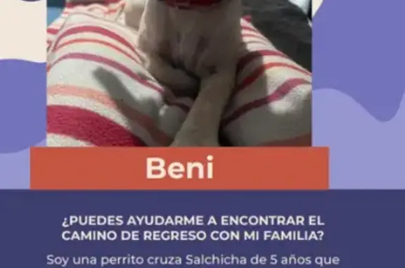 Perro Perdido: Salchicha Blanco en Chimalhuacán