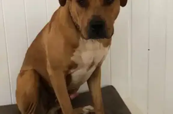 Lost pets Toowoomba, photo: Lost: Big Red Bull Mastiff in Toowoomba