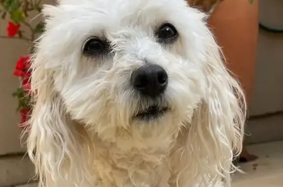 Lost Small Creamy Dog in Port Adelaide