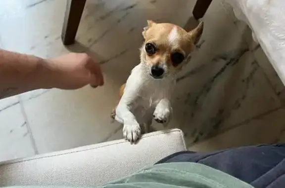 cachorro desaparecida