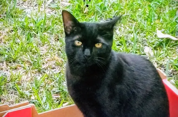 Found: Friendly Black Cat, Lin...