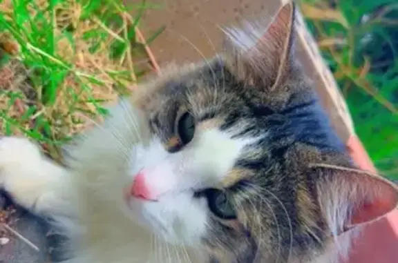 Missing cat Cannington, photo: Lost Black & White Cat in Cannington