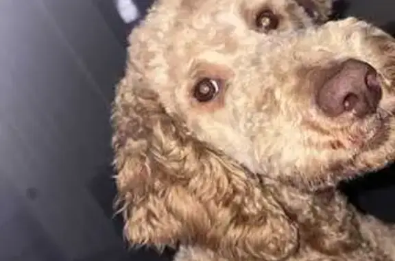 Lost Energetic Dog in Shadow Leaf Cove