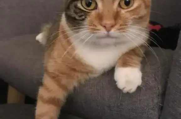 Missing cat , photo: Help Find Yuzu: Missing Cat in Willoughby