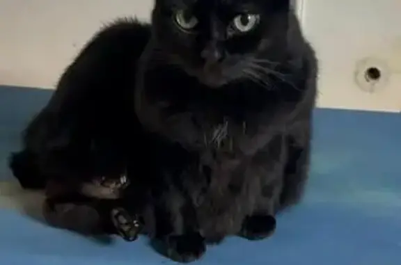 Chatte noire sociable sans queue perdue à Guilers - photo