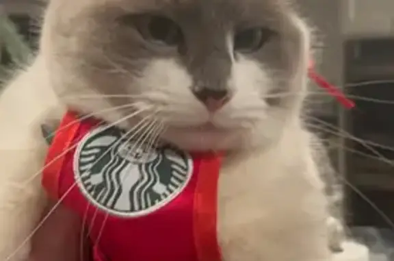 Lost Ragdoll Mix Cat: Setauket Area