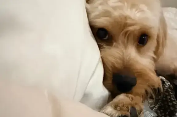 Lost Caramel Dog: Alejandro on Acme St