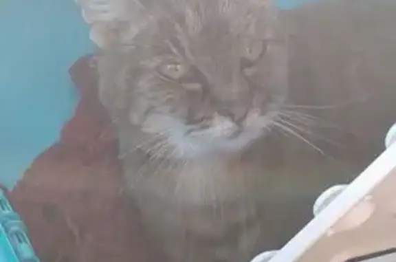 Animaux trouvés , photo: Chatte tigrée âgée trouvée à Bénouville