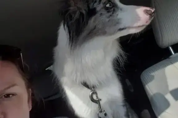 Missing dog , photo: Lost Blue Merle Collie on Summerlin Dr